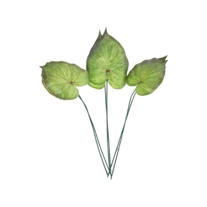 SET 6 FOGLIE ALOCASIA CUCULLAT